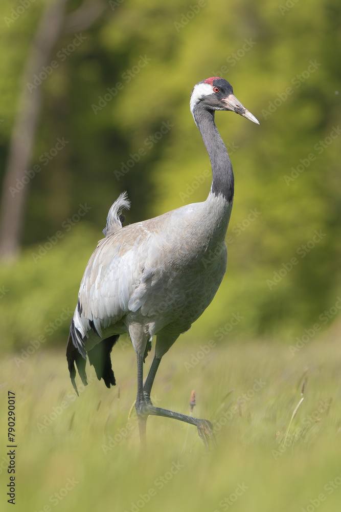 Obraz premium Common crane, Eurasian crane - Grus grus walking in green grass with meadow in background. Photo from Lubusz Voivodeship in Poland. Vertical.