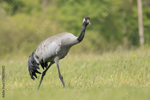 Common crane, Eurasian crane - Grus grus walking in green grass with meadow in background. Photo from Lubusz Voivodeship in Poland. 