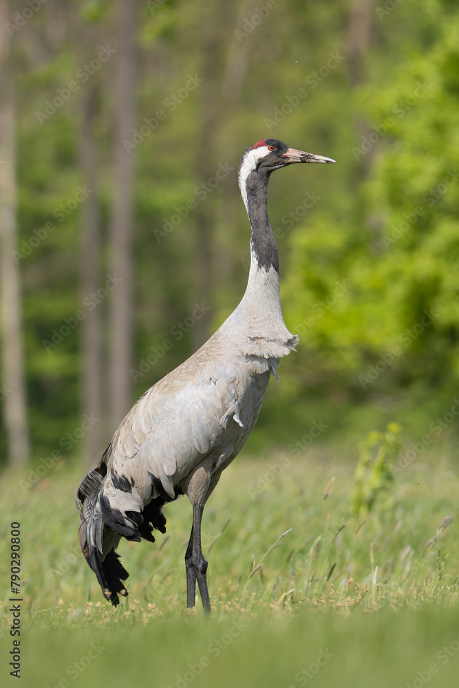 Fototapeta premium Common crane, Eurasian crane - Grus grus walking in green grass with meadow in background. Photo from Lubusz Voivodeship in Poland. Verticale.