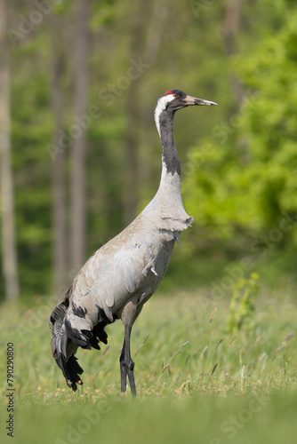 Common crane, Eurasian crane - Grus grus walking in green grass with meadow in background. Photo from Lubusz Voivodeship in Poland. Verticale.