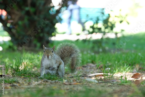 Uno scoiattolo all'interno di un parco cittadino.