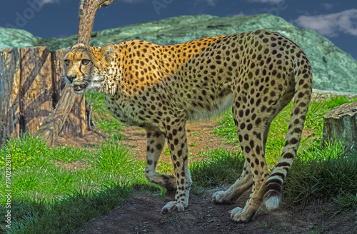 The cheetah (Acinonyx jubatus) is a large cat and the fastest land animal. Native to Africa.