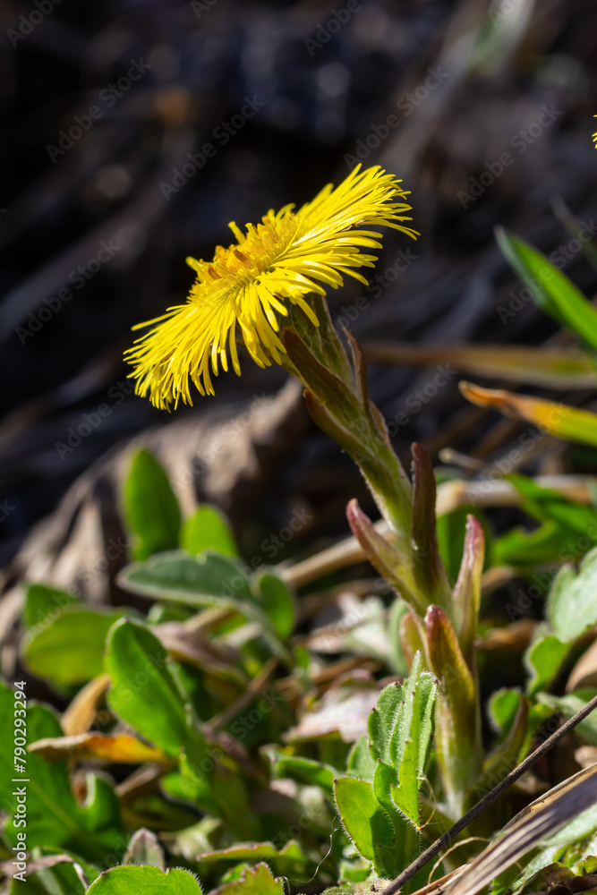 Tussilago farfara, commonly known as coltsfoot is a plant in the groundsel tribe in the daisy family Asteraceae. Flowers of a plant on a spring sunny day Tussilago farfara, commonly known as coltsfoot is a plant in the groundsel tribe in the daisy family Asteraceae. Flowers of a plant on a spring sunny day