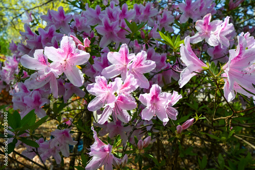 Canvastavla Pink Azalea, George L