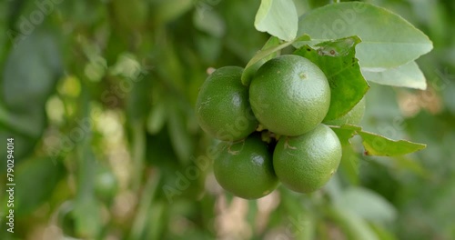 Wallpaper Mural Green lemons on the tree. green lime against the background of green leave.4k footage of hanging lemons.Fresh harvested lime isolated on farmer's hand. Torontodigital.ca