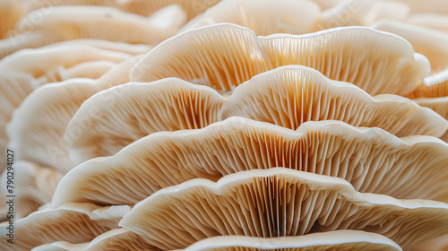 abstract background macro image of mushroom
