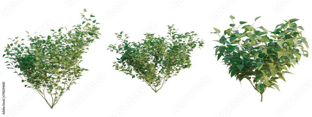 Obraz premium Syringa vulgaris 4k png cutout