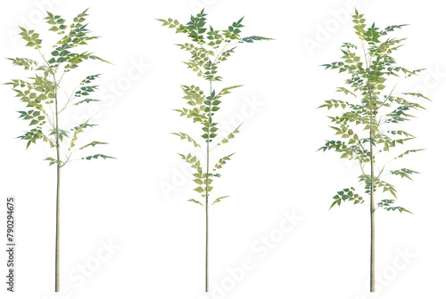 Fraxinus excelsior plant 4k png cutout photo