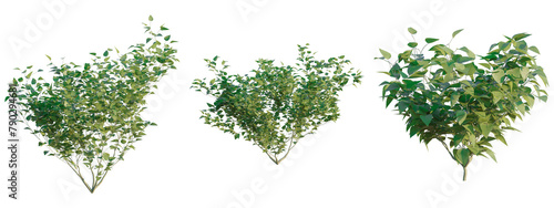 Syringa vulgaris 4k png cutout photo