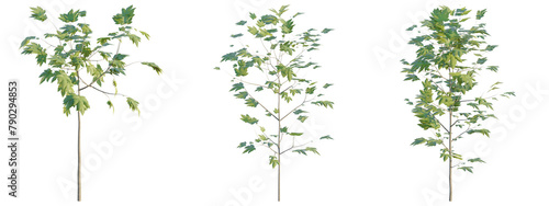Acer pseudoplatanus plant 4k png cutout