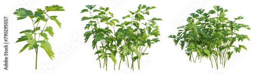 Coriander plant 4k png cutout photo