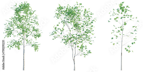 Populus tremuloides plant 4k png cutout photo