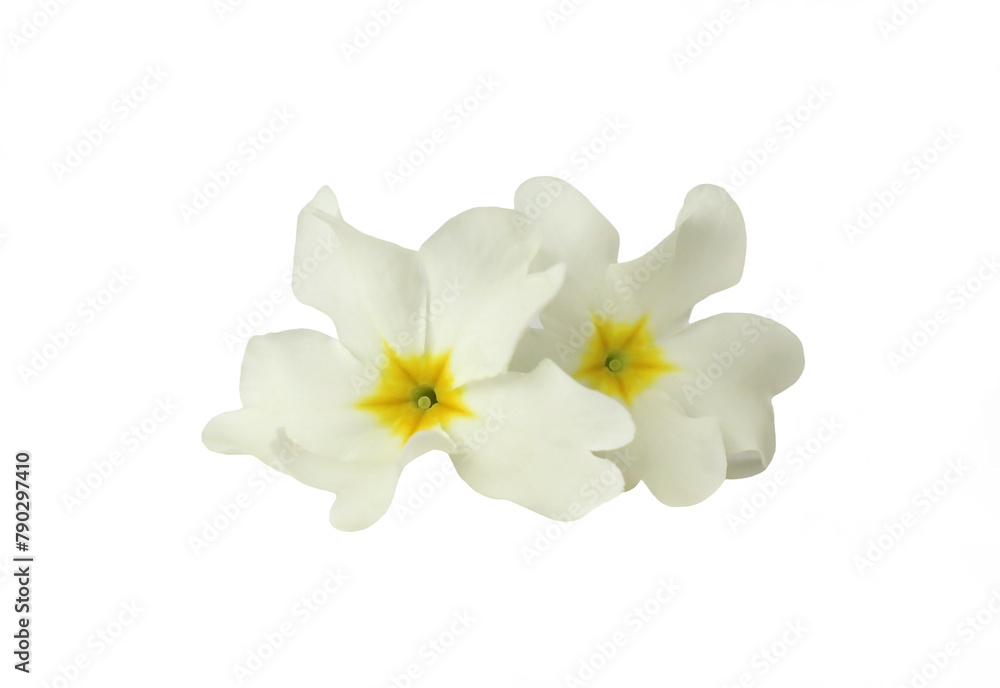 White flowers of the common primrose isolated on a white background White flowers of the common primrose isolated on a white background