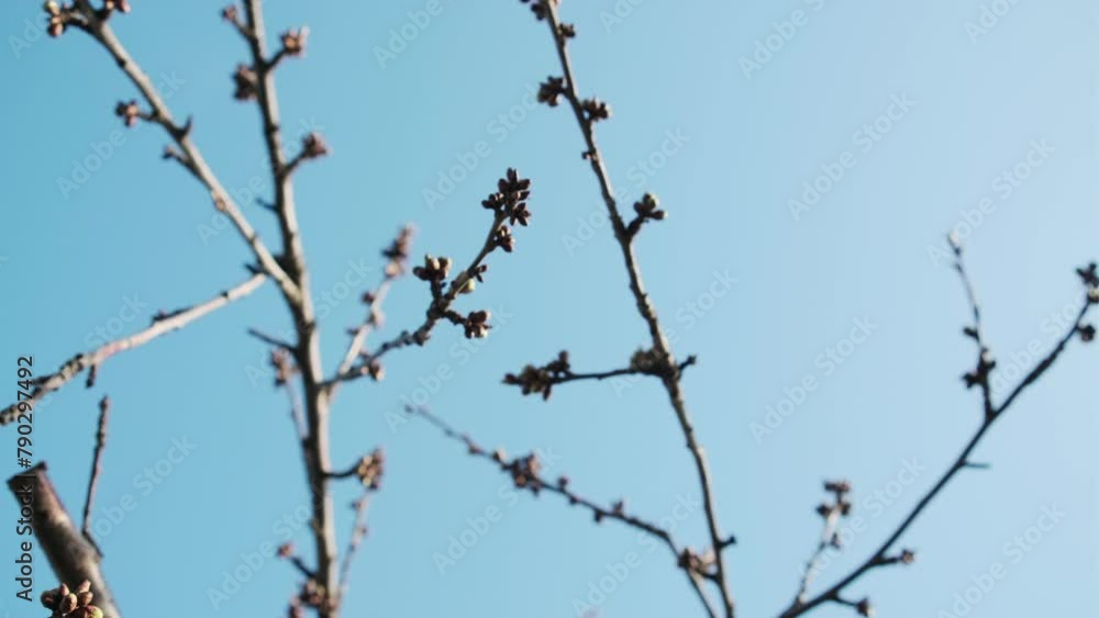 A tree branch with small buds contrasts against the vivid blue sky in this springtime scene A tree branch with small buds contrasts against the vivid blue sky in this springtime scene