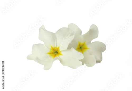 White flowers of the common primrose isolated on a white background