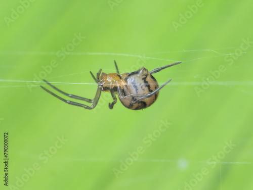 Orb spider on the web