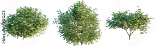 Sambucus nigra plant 4k png cutout photo