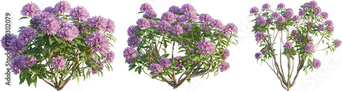 Rhododendron plant 4k png cutout photo
