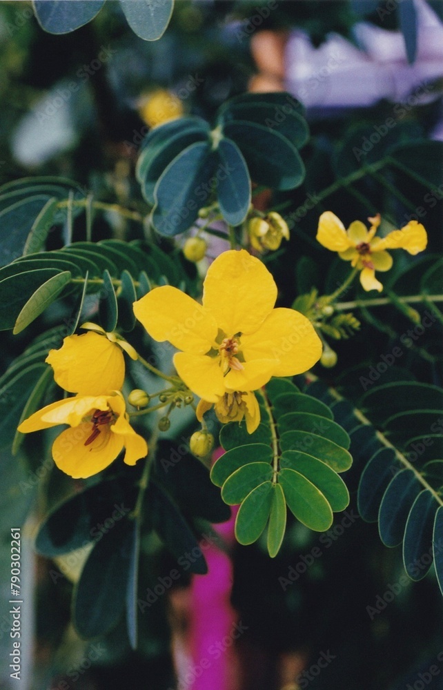 Fototapeta premium Senna surattensis (Cassia surattensis) - Bush Cassia, Scrambled Egg Tree 