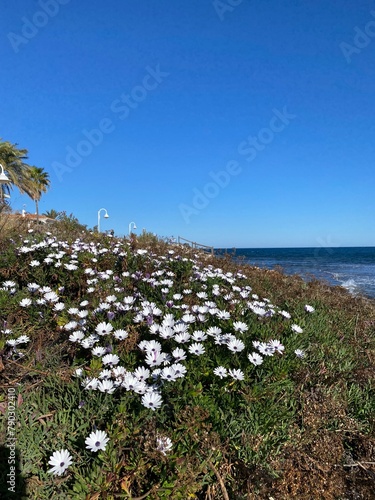 flowers on the beach