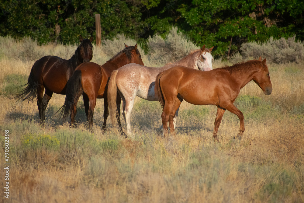 Wild Horses, Yakima Washington Wild Horses, Yakima Washington