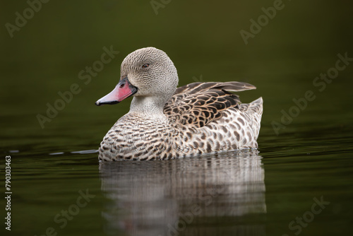 Cape teal, Cape wigeon or Cape widgeon - Anas capensis swimming in water with dark background.	