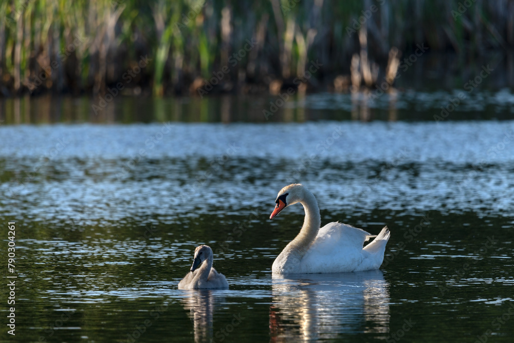 Female swan with baby swan swimming on a sunny day