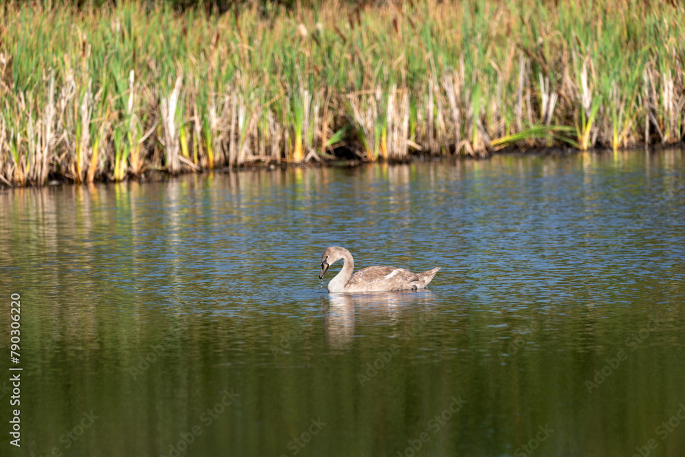 One baby swan swimming around the wild lake on sunny day One baby swan swimming around the wild lake on sunny day
