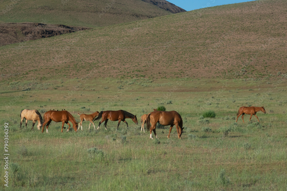 Wild Horses, Yakima Washington