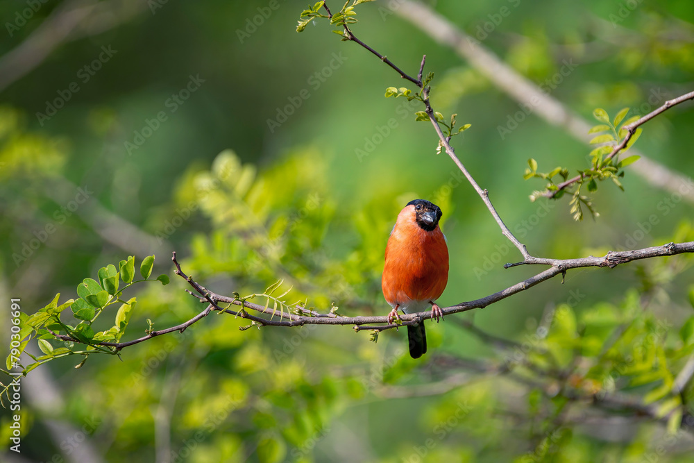 Eurasian bullfinch perched on a branch. Eurasian bullfinch perched on a branch.