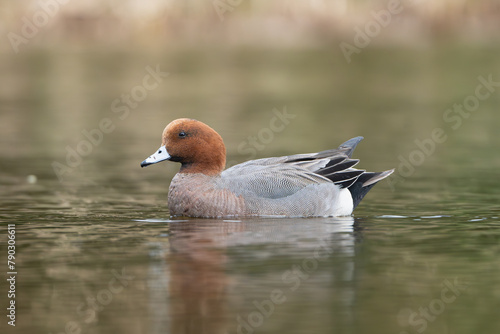 Eurasian wigeon, European wigeon, widgeon, wigeon  - Mareca penelope swimming in pond with colorful water in background. Photo from Lubusz Voivodeship in Poland. © PIOTR