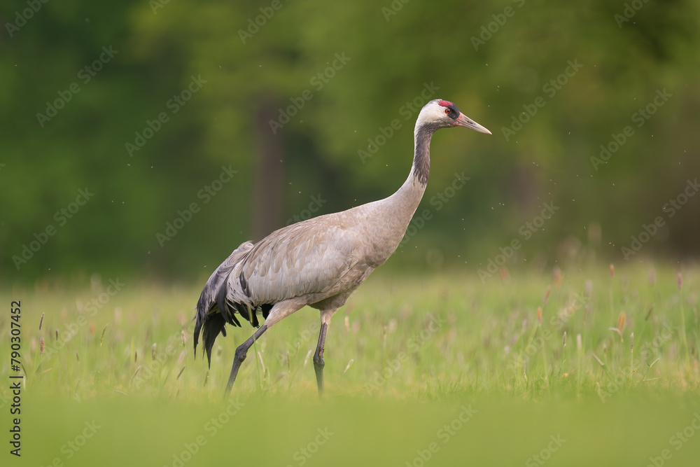 Fototapeta premium Common crane, Eurasian crane - Grus grus walking in green grass with meadow in background. Photo from Lubusz Voivodeship in Poland.