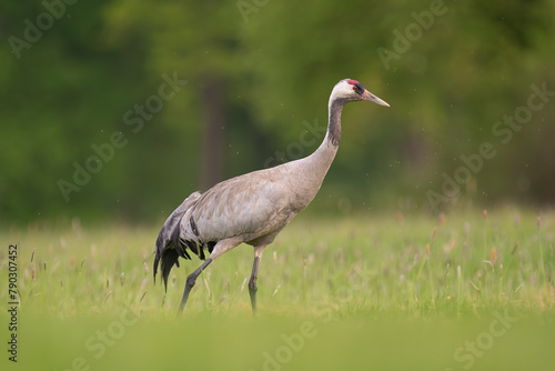 Common crane, Eurasian crane - Grus grus walking in green grass with meadow in background. Photo from Lubusz Voivodeship in Poland.