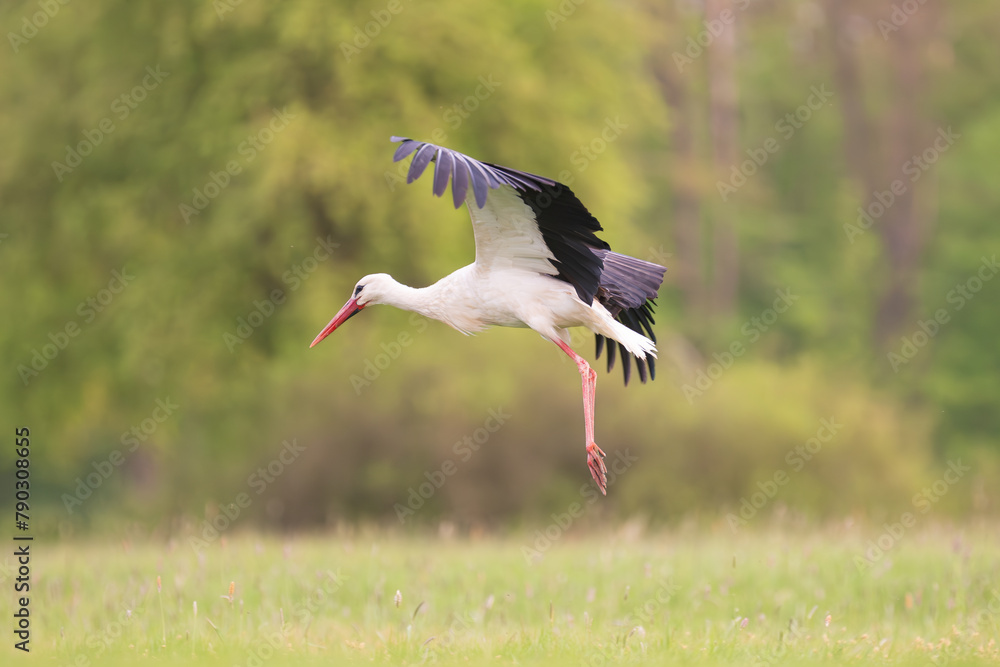 Obraz premium White stork - Ciconia ciconia in flight with spread wings with green meadow in background. Photo from Lubusz Voivodeship in Poland.