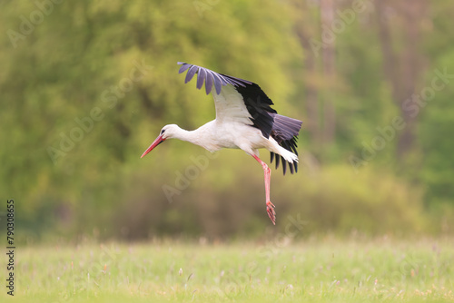 White stork - Ciconia ciconia in flight with spread wings with green meadow in background. Photo from Lubusz Voivodeship in Poland.