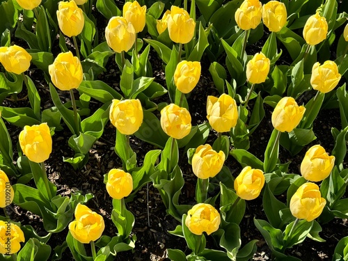 Garden of yellow tulips in full bloom