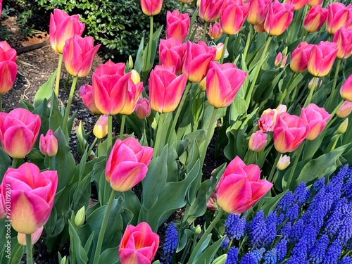 pink and yellow tulips in spring