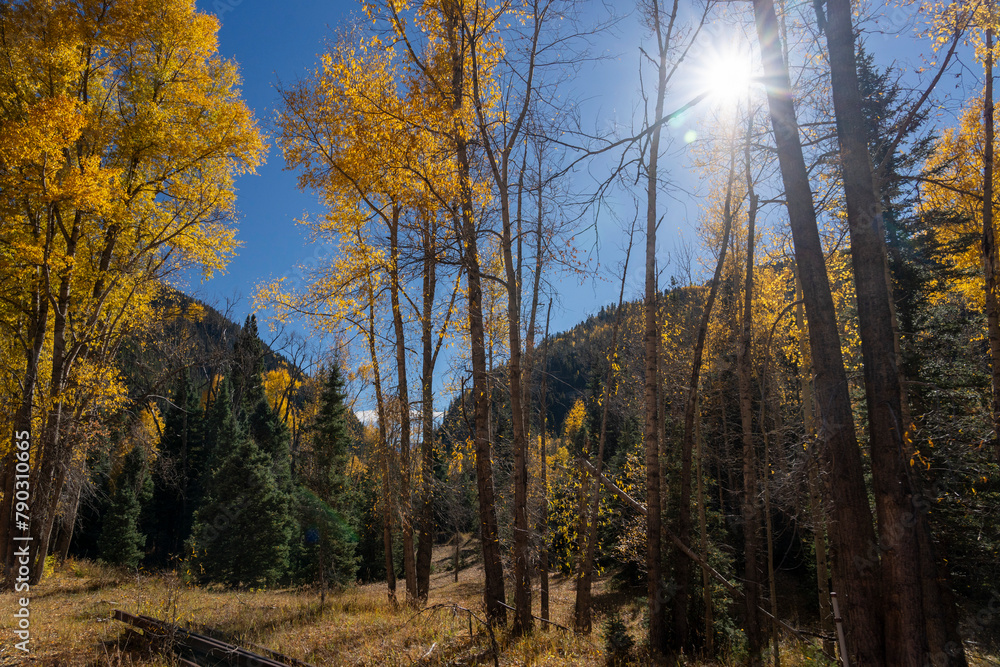 Fototapeta premium Changing aspens in the Colorado fall