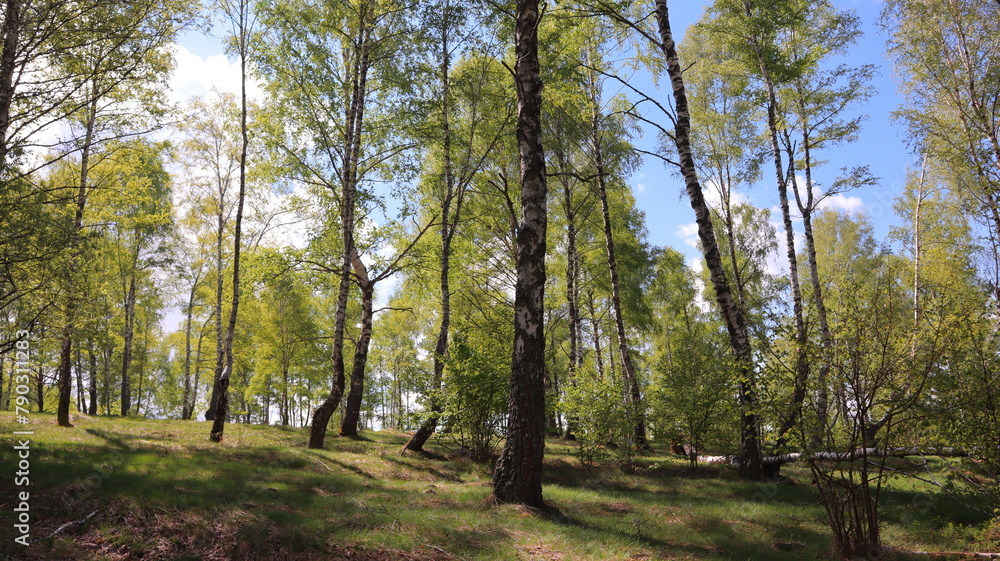 Fototapeta premium trees in the forest