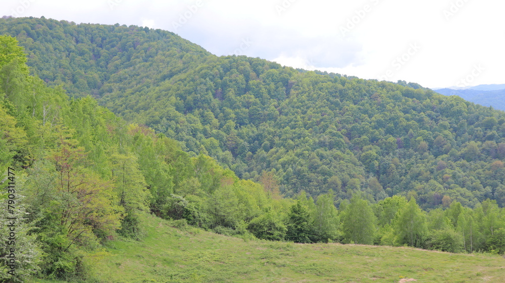 Obraz premium landscape with forest