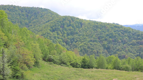 landscape with forest