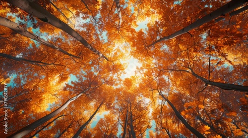 Autumnal beauty: A canopy of fiery orange and golden leaves creates a mesmerizing scene in a peaceful autumn forest.