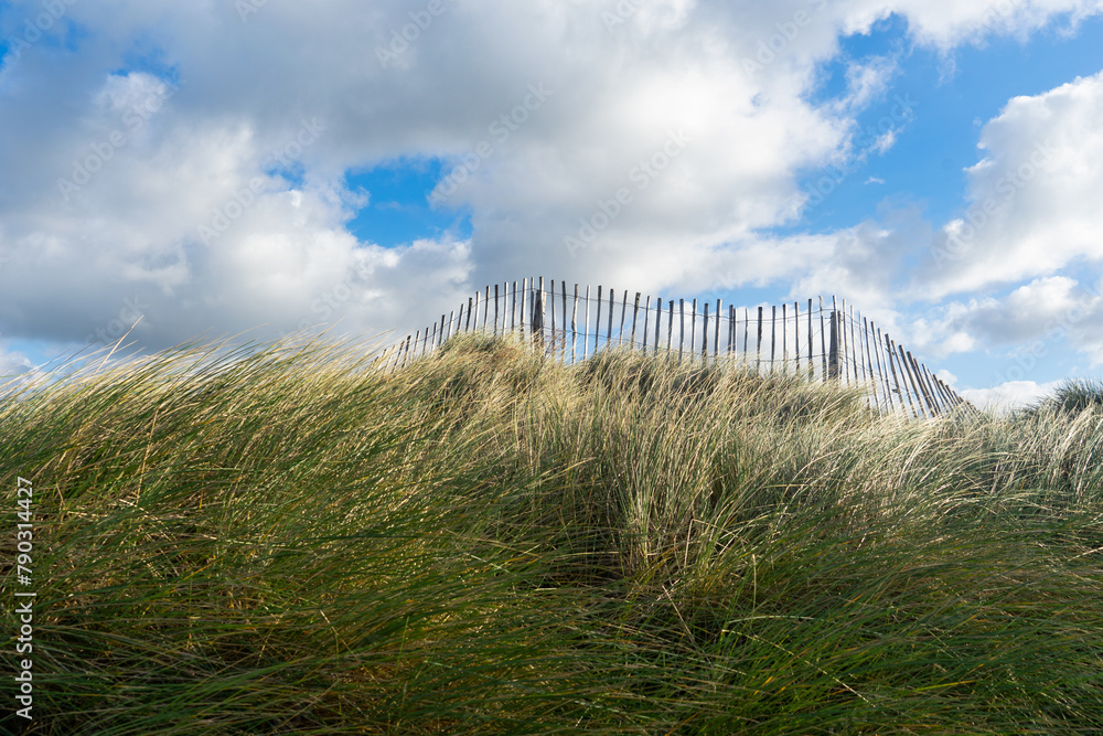Hautes herbes des dunes balayées par les vents, accompagnées de ganivelles, bordent le littoral breton du Finistère nord, offrant un paysage sauvage et préservé de la côte bretonne.