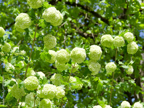 Splendid white flowering in the shape of balls of guelder-rose 'Roseum' or snowball tree with lobed green leaves on arching branches 
