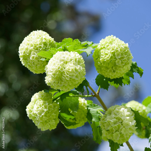 (Viburnum opulus 'Roseum') Guelder-rose or snowball as ornamental tree with pretty and attractive white flowers on spreading branches with dark green lobed leaves