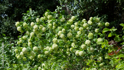 Viburnum opulus 'Roseum' | Guelder-rose or snowball tree producing clusters of white flowers on spreading branches with attractive lobed foliage
