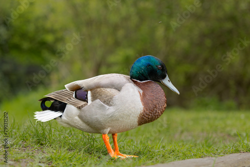 a close up of  SINGLE Male mallard duck