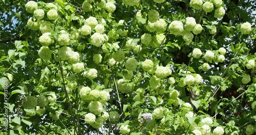 (Viburnum opulus 'Roseum') Guelder-rose or snowball as ornamental tree with pretty and attractive white flowers on spreading branches with dark green lobed leaves photo