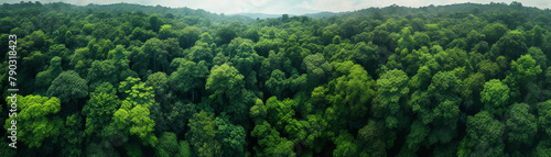 Dense and lush green forest canopy viewed from above, sunlight filtering through, rich biodiversity, aerial photography