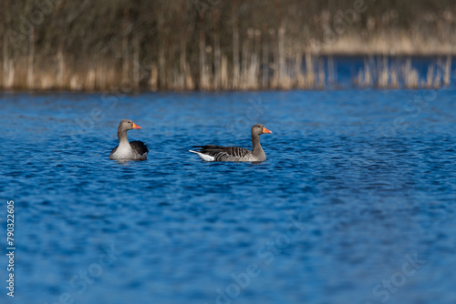 Greylag geese swimming on the pond
